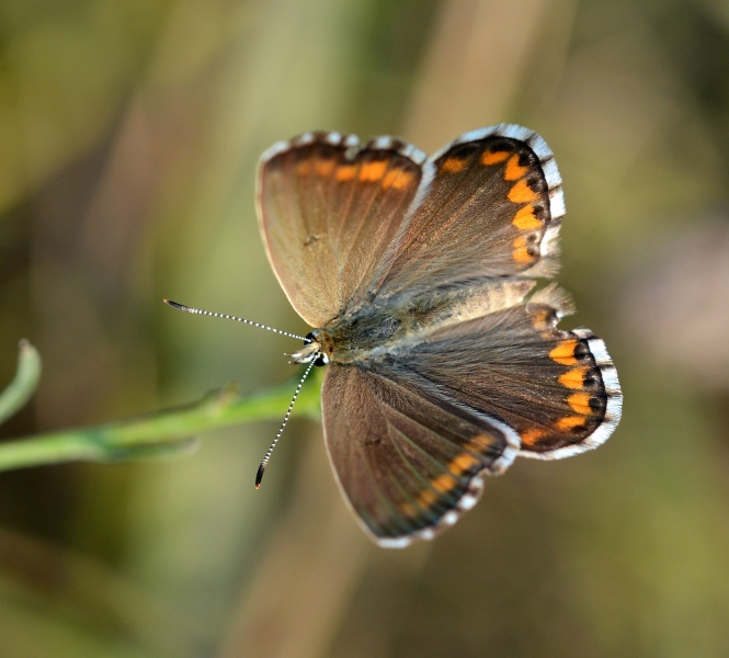 Polyommatus hispanus, Lycaenidae